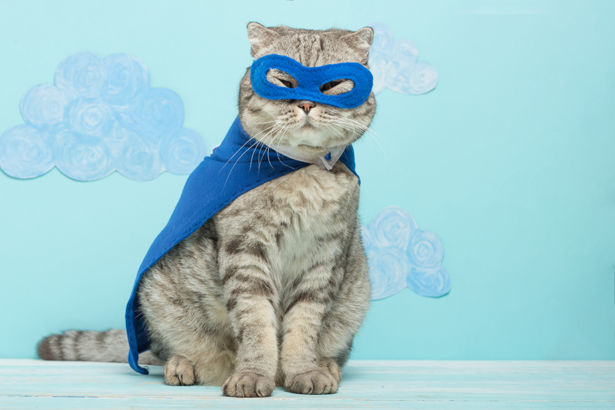 Superhero Cat Scottish Whiskas With Blue Cloak Mask